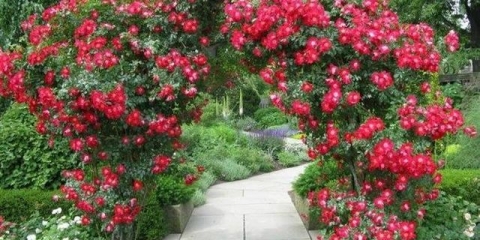 Kako razmnožiti ružu penjaču